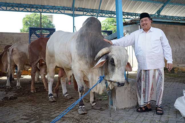 Bupati Jombang H Warsubi sedang memegang sapi yang akan jadi hewan kurban.